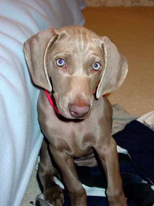 2-the look