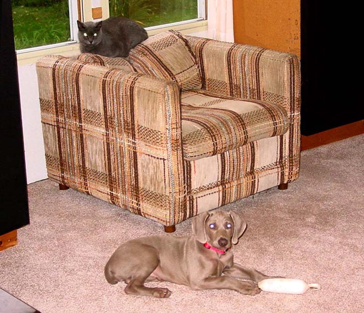 6-Pup_cat